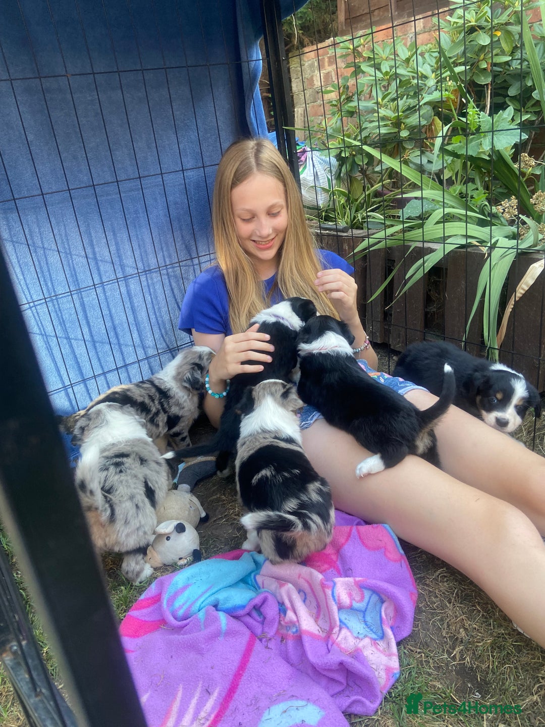 Border Collie dogs for sale: 6 Border Collie Pups for Sale ! - Image 4
