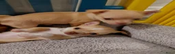 Chihuahua dogs for sale: Chihuhua pups in essex - Advert 13