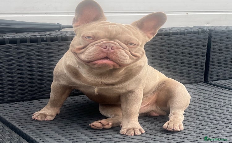 French Bulldog dogs - Advert 2