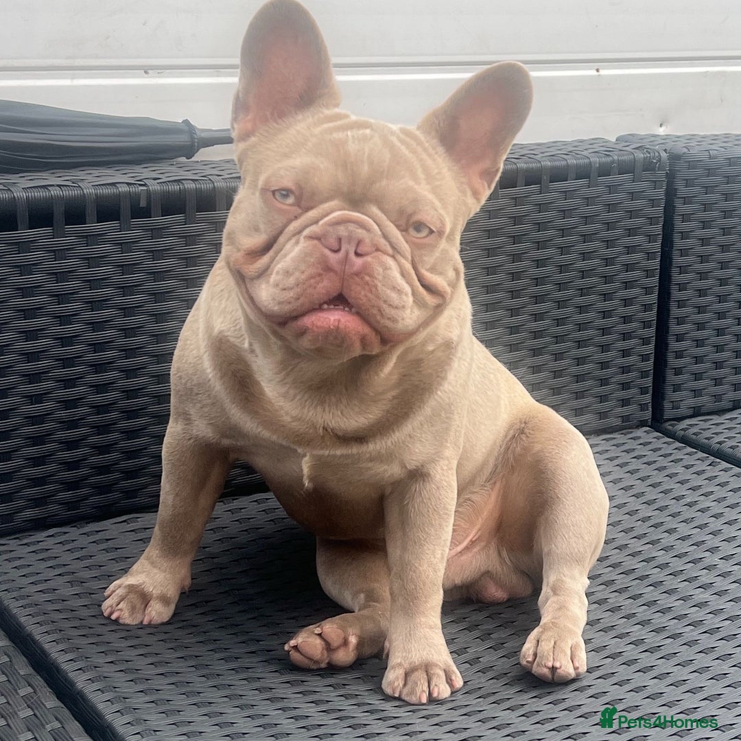 French Bulldog dogs for sale: Male French bulldog for sale  - Image 1