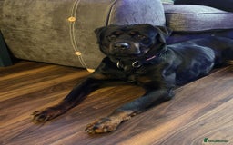 Mixed Breed dogs for sale: Rottweiler mix - Image 5