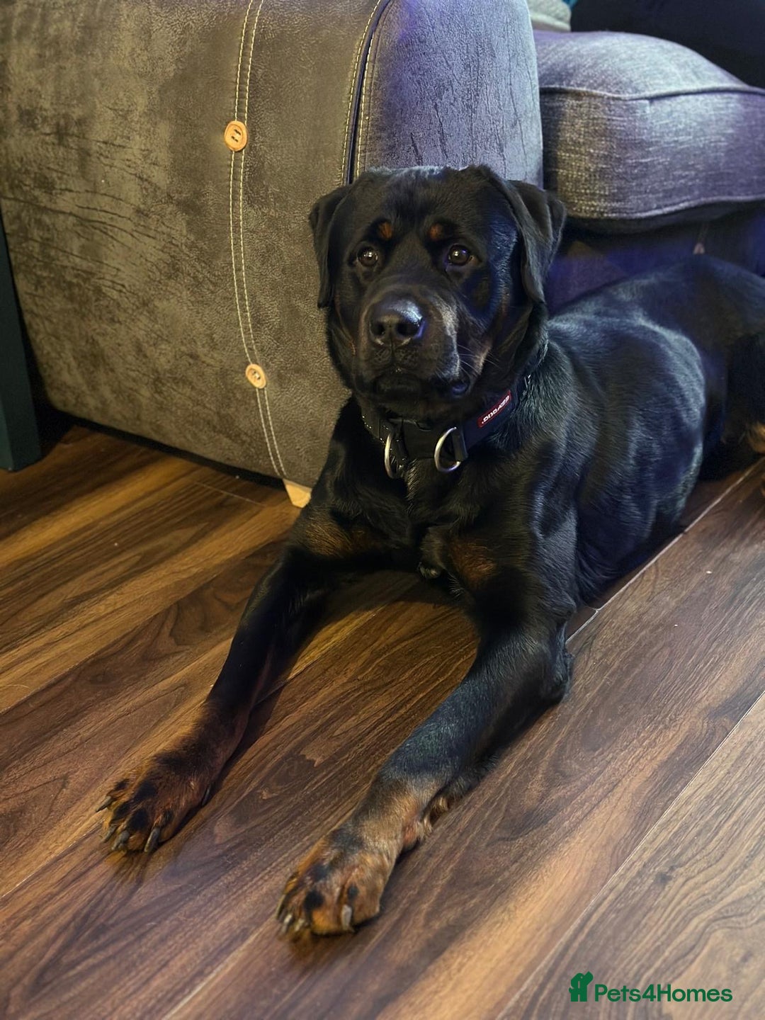 Mixed Breed dogs for sale: Rottweiler mix - Image 5