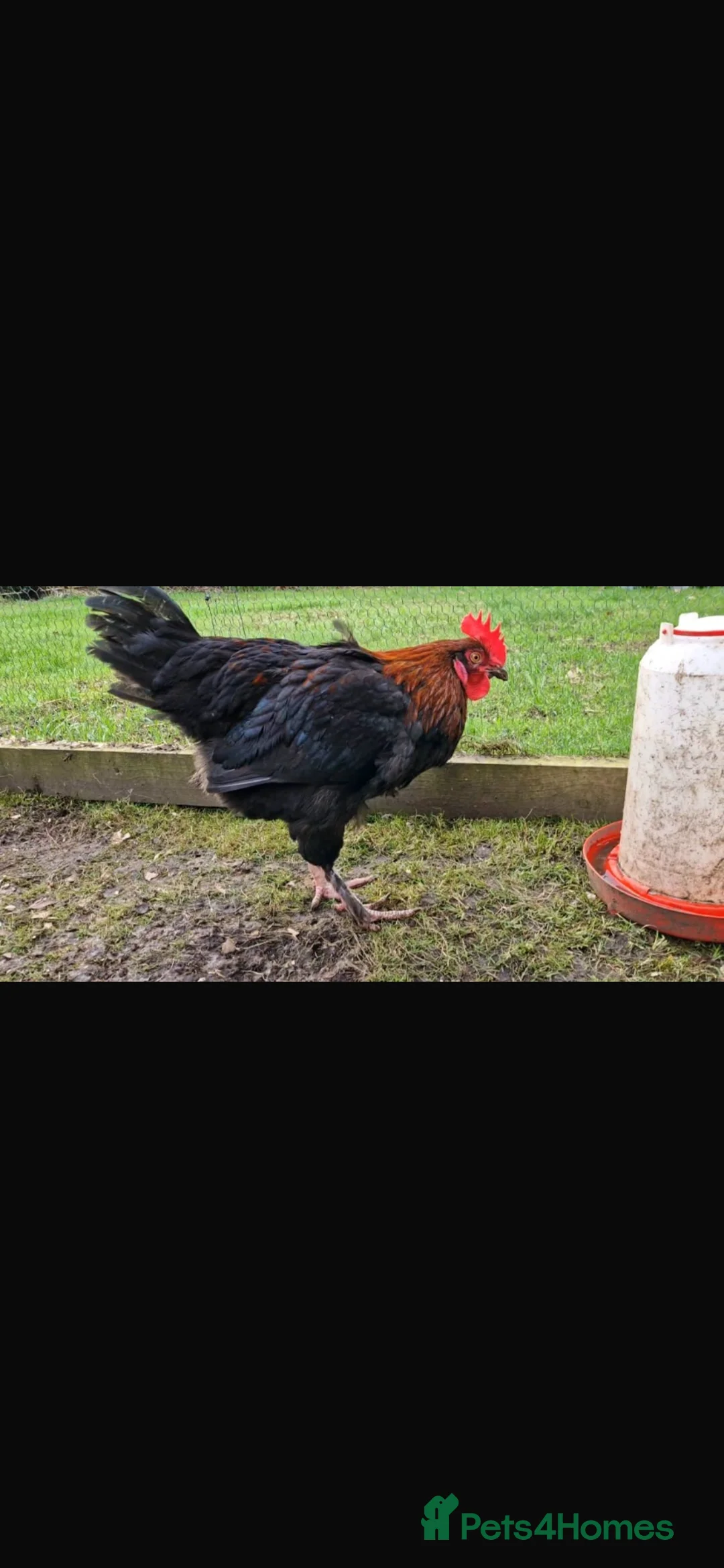 Chickens poultry for sale: Young tame Black Copper Maran cock - Advert 3
