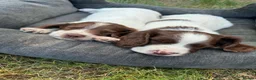 English Springer Spaniel dogs for sale: Springer spaniel pups - Advert 5