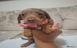 Miniature Dachshund dogs for sale: 5 miniature dachshund - Image 14