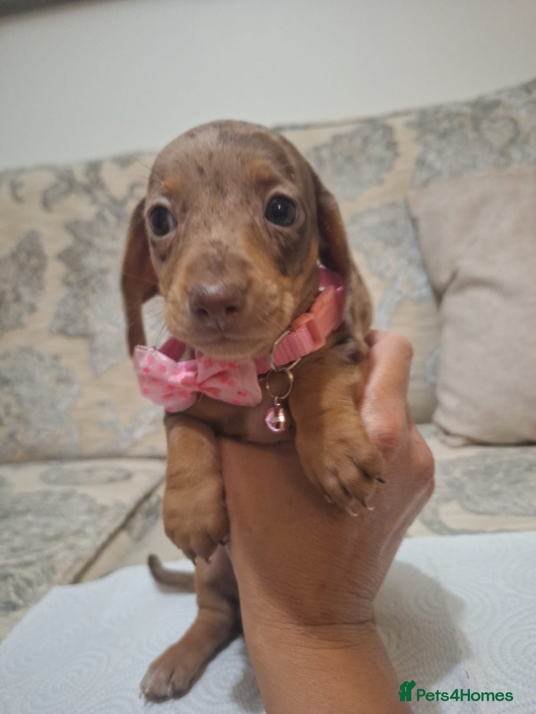 Miniature Dachshund dogs for sale: 5 miniature dachshund - Image 14