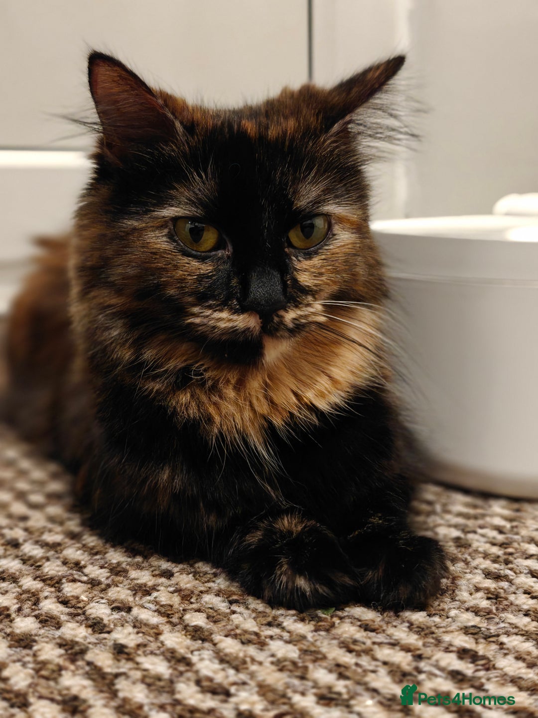 British Longhair cats for sale: British Longhair Cross Kittens  - Advert 14