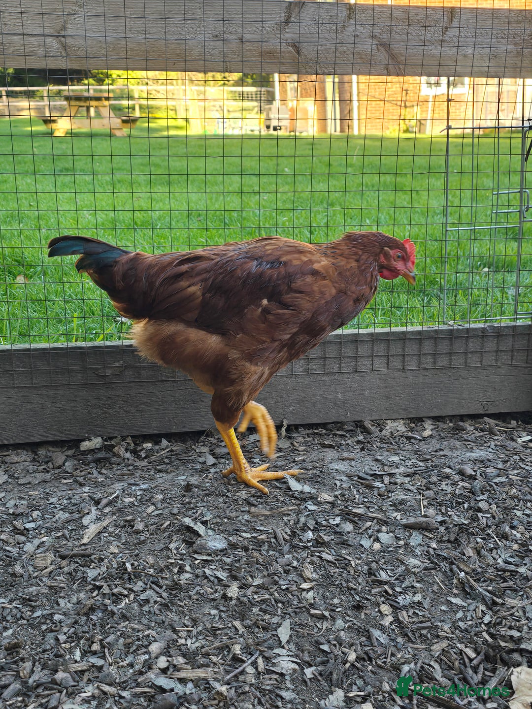 Chickens poultry for sale: Rhode Island Red Cockerells - Image 2