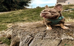 French Bulldog dogs for stud: Mr Shady Boy  - Image 2