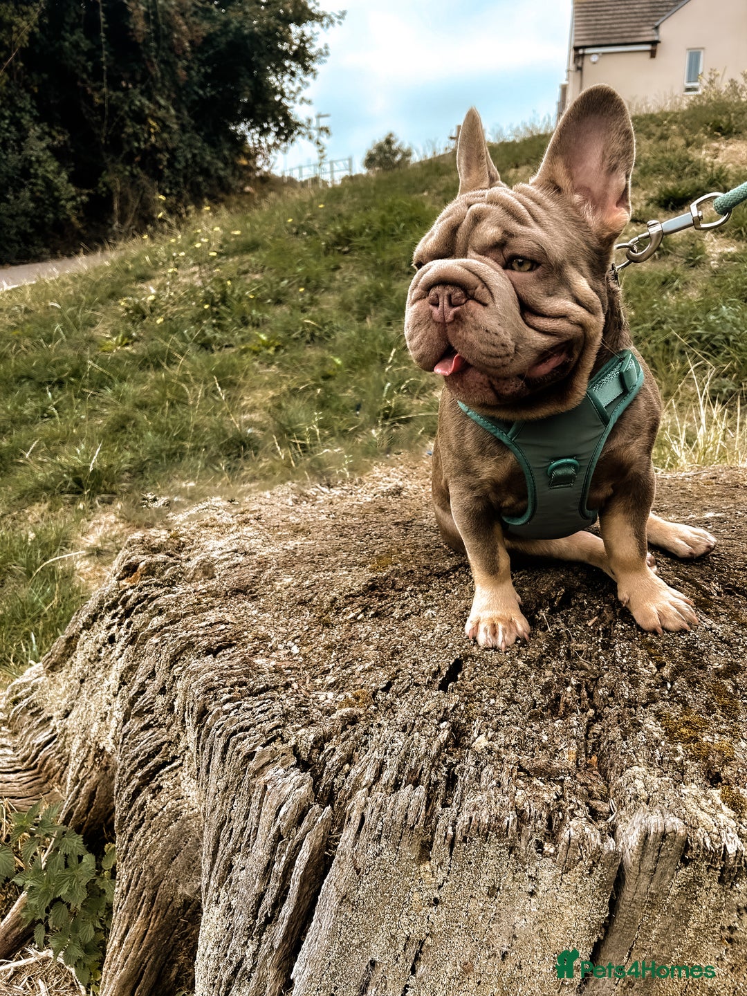 French Bulldog dogs for stud: Mr Shady Boy  - Image 2