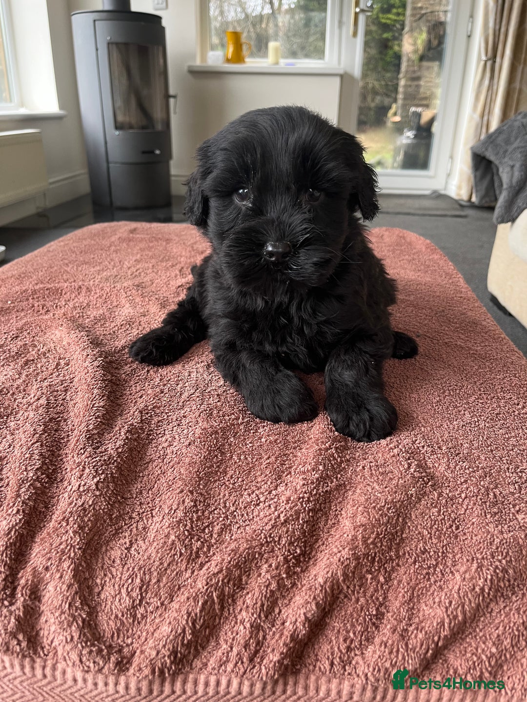 Labradoodle dogs for sale: Beautiful healthy Labradoodle Puppied - Advert 13