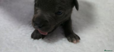 Staffordshire Bull Terrier dogs - Advert 8