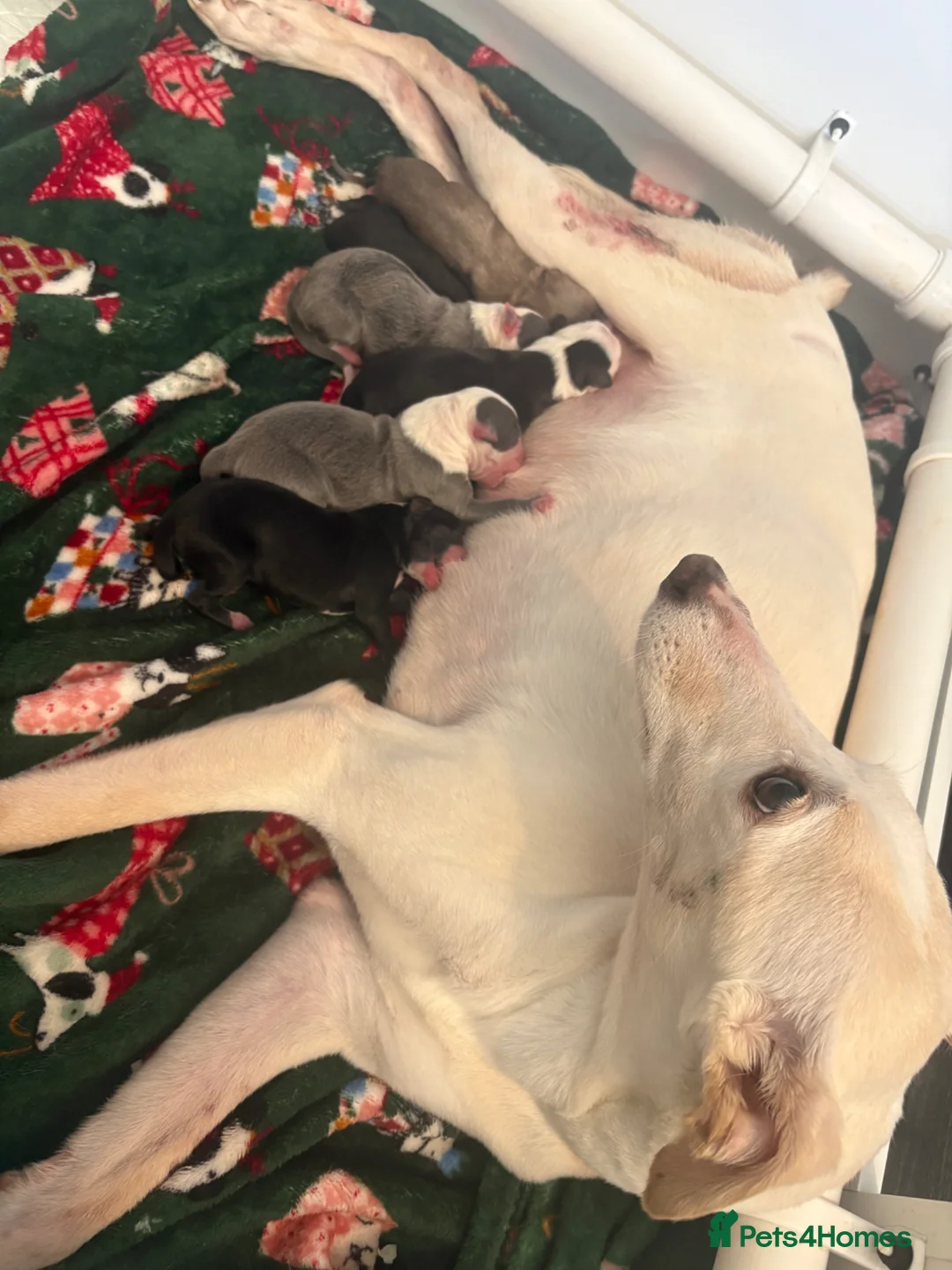 Whippet dogs for sale: Gorgeous whippet puppies  - Advert 1