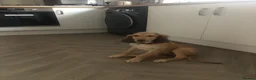 Saluki dogs for sale: Beautiful Saluki puppies Now Available - Advert 24