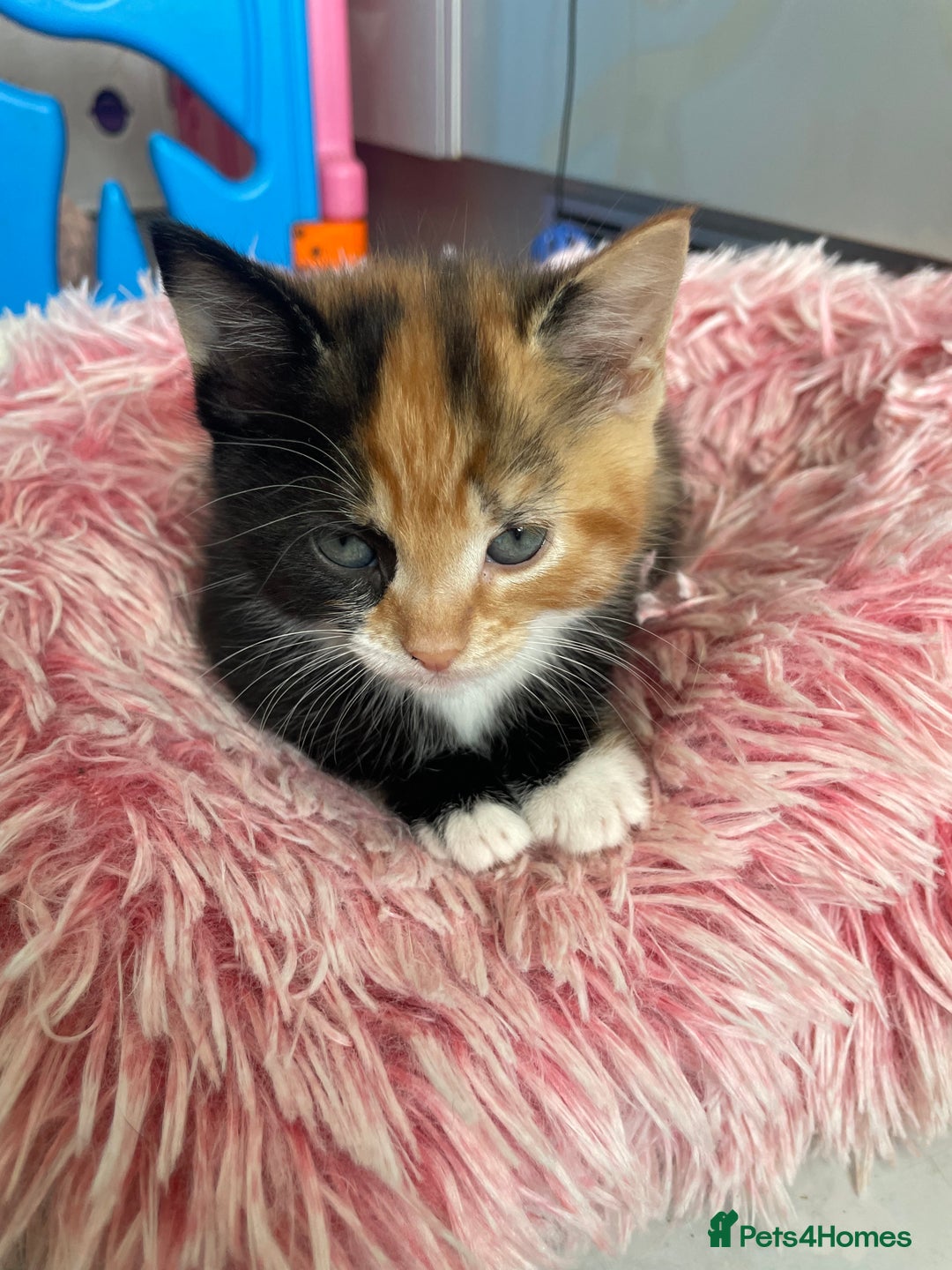 Mixed Breed cats for sale: Part Mainecoon Ginger Litter - Image 31