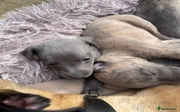 Whippet dogs for sale: Adorable home bred KC whippets - Image 13