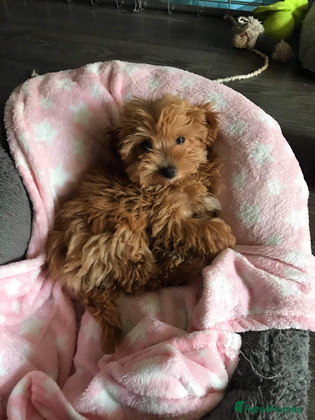 Maltipoo dogs for sale: We have 5 stunning Maltipoos 4 boys and one girl  - Image 1