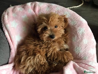 Maltipoo dogs - Advert 21