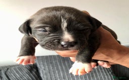 Mixed Breed dogs for sale: American bulldogs  - Image 11