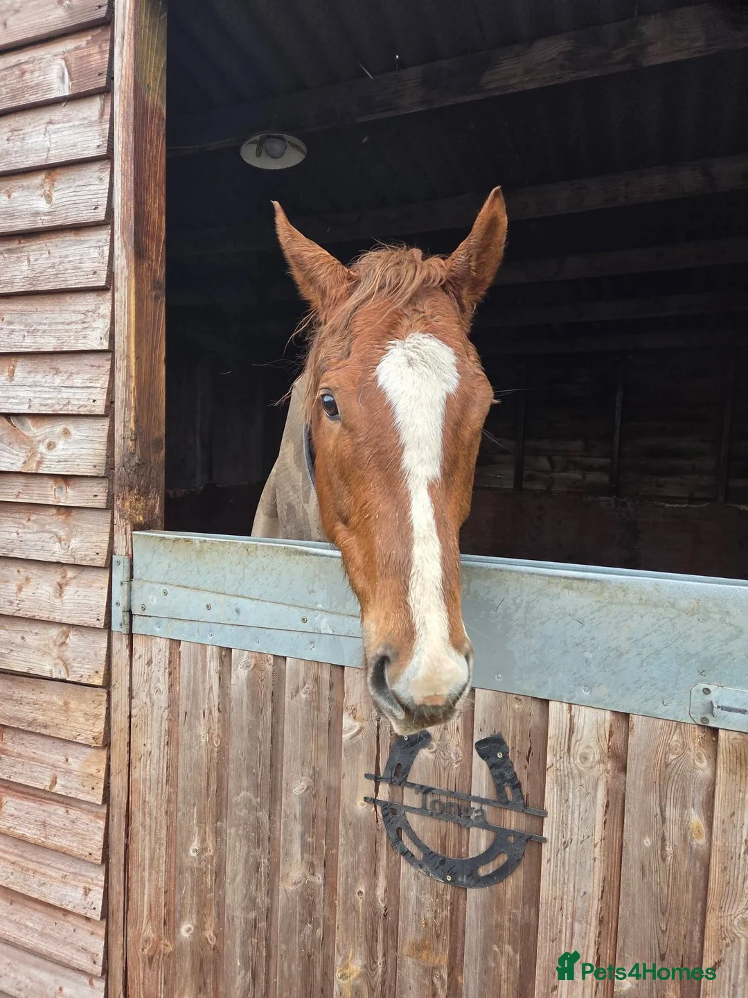 Irish Thoroughbred horses for sale: Chestnut Tb Mare 5 years old  - Advert 1
