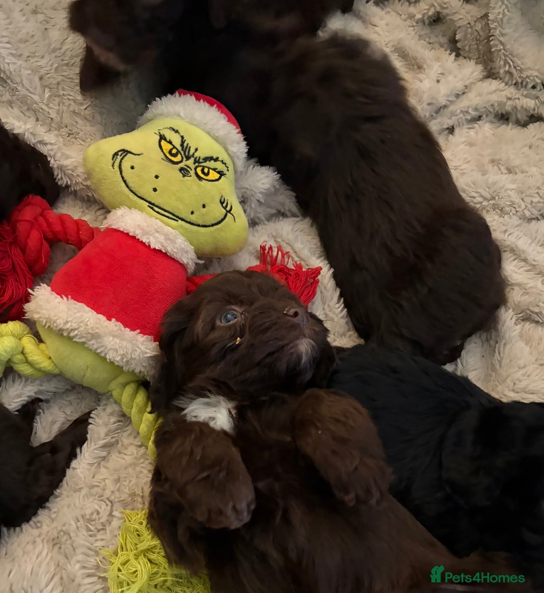 Cockapoo dogs for sale: Beautiful litter of Cockapoo puppies F1 - Advert 13