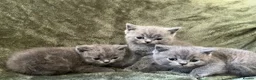 British Shorthair cats for sale: X3 Beautiful Boys available  - Advert 6