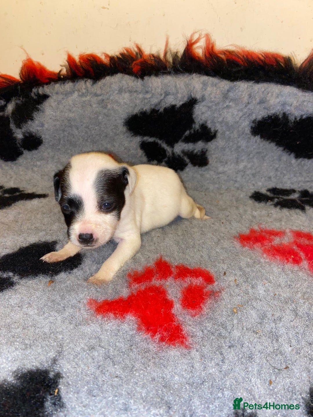 Jack Russell dogs for sale: Jack Russell puppies *SHORT LEGGED* - Advert 7