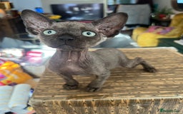 Sphynx cats for sale: Chocolate Canadian Sphynx boy - Advert 4
