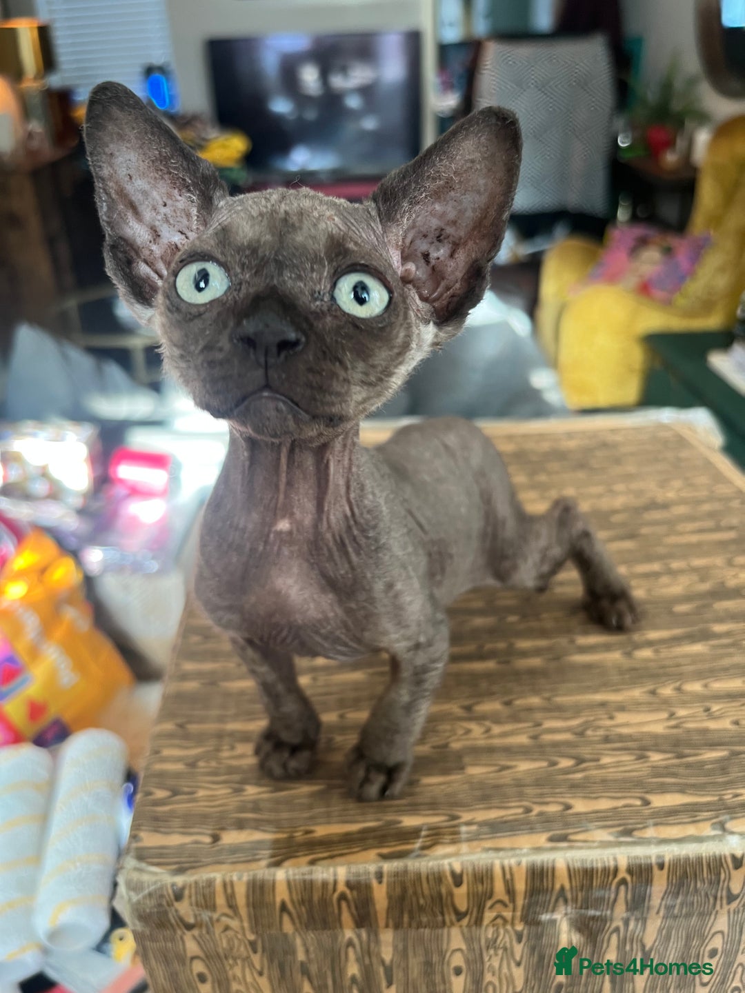 Sphynx cats for sale: Chocolate Canadian Sphynx boy - Advert 4