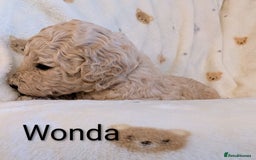 Standard Poodle dogs for sale: Standard poodles - Image 20