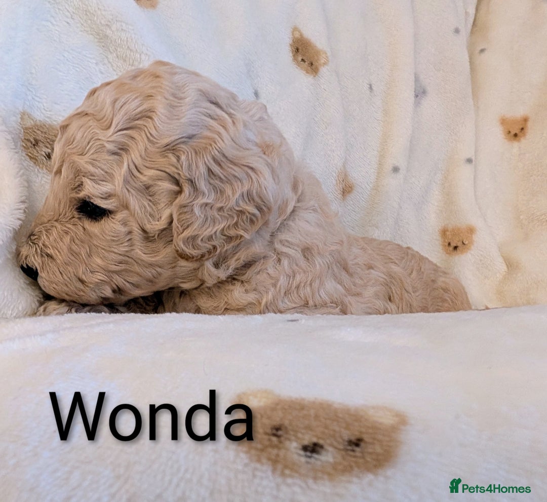 Standard Poodle dogs for sale: Standard poodles - Image 20