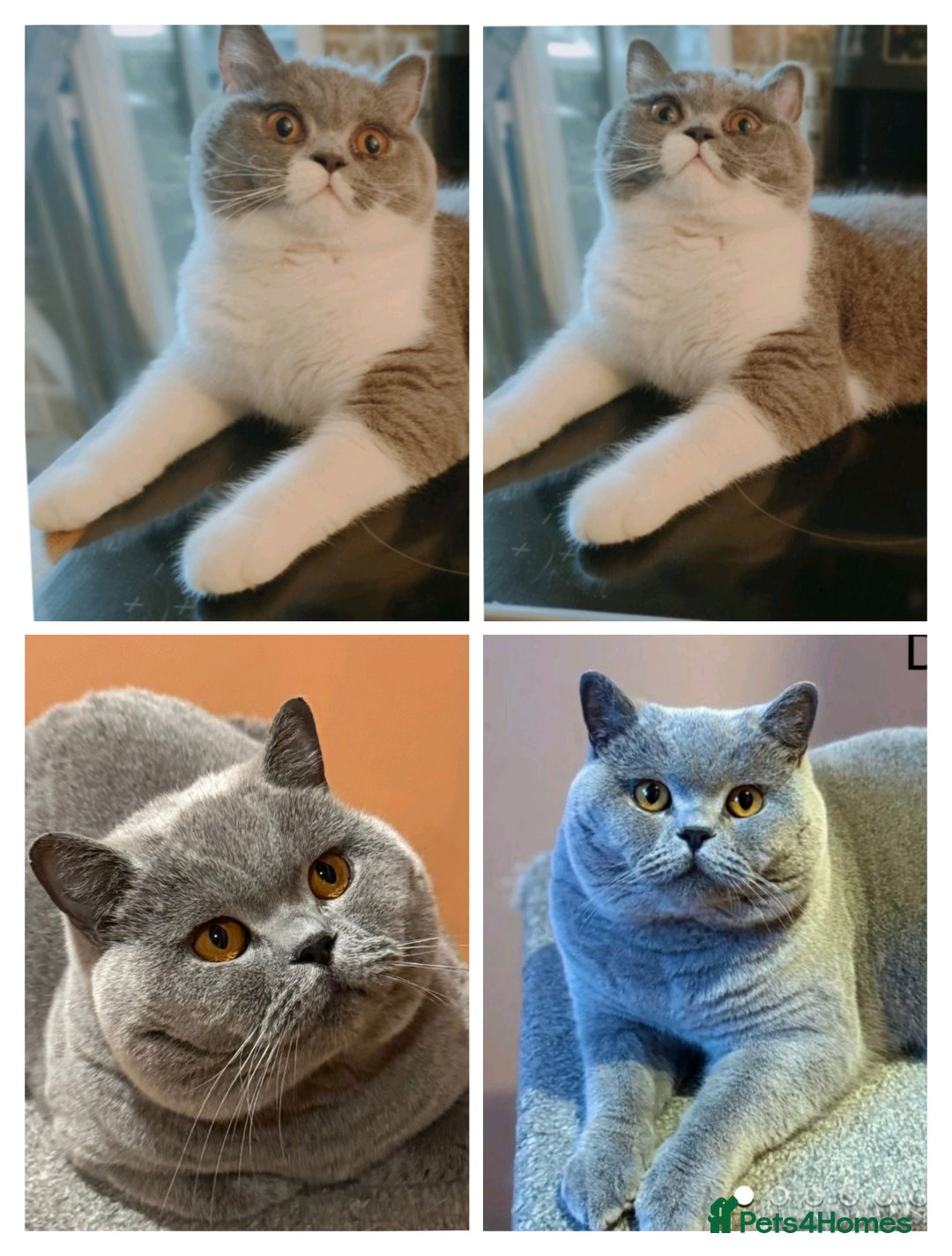 British Shorthair cats for sale: GCCF Registered Chunky British Shorthair Kittens  - Advert 2