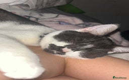 British Shorthair cats for sale: 7 month old British short hair mix - Image 3