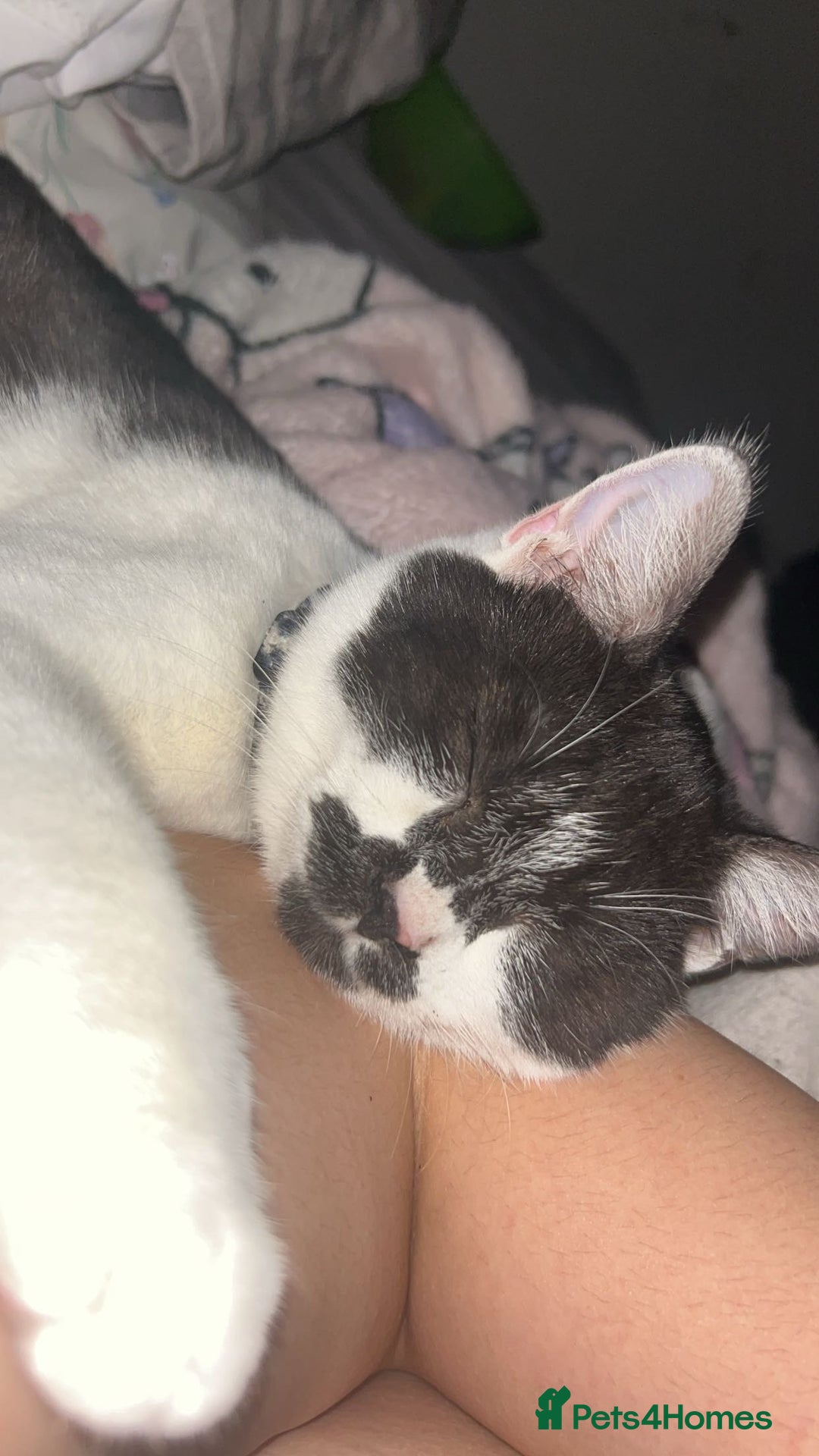 British Shorthair cats for sale: 7 month old British short hair mix - Image 3