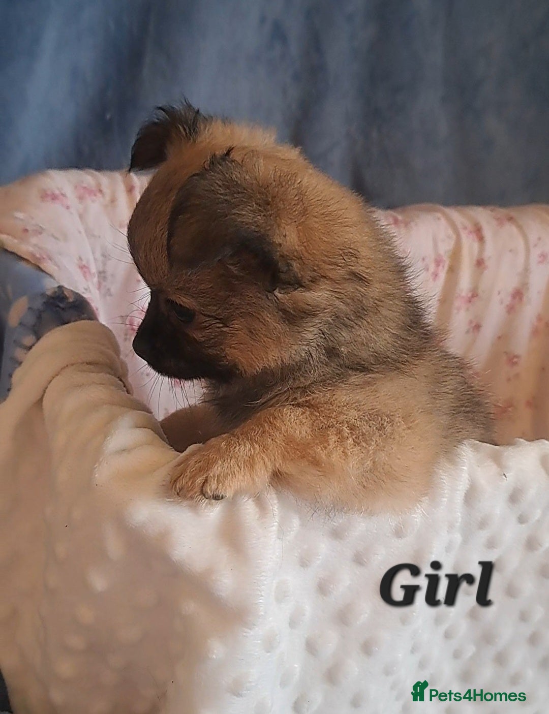 Chihuahua dogs Ready to leave 3 long coat chihuahua pups - Advert 12