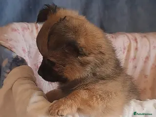 Chihuahua dogs Ready to leave 3 long coat chihuahua pups - Advert 12