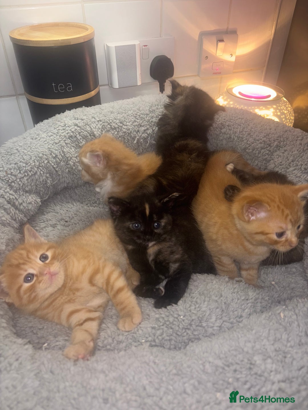American Shorthair cats for sale: American short hair kittens  - Image 13