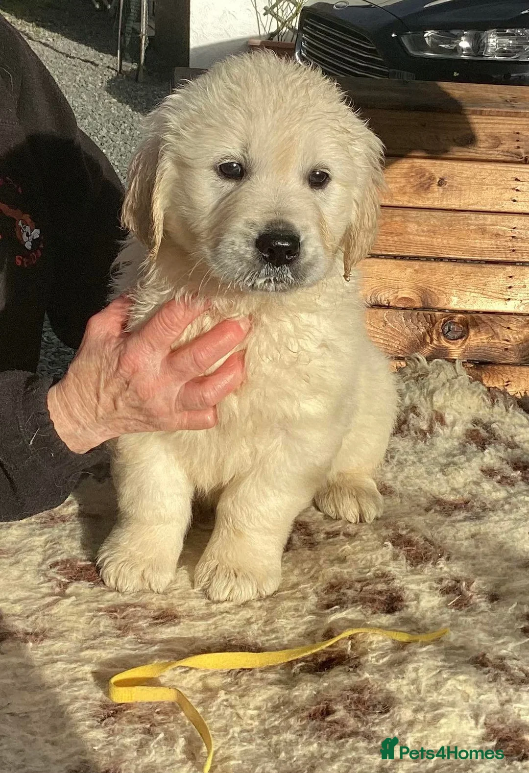 Golden Retriever dogs for stud: Cesarka Golden Retrievers in Conwy - Advert 27