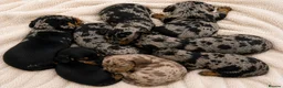 Miniature Dachshund dogs for sale: Mini dachshund pupies KC reg DNA tested parents - Advert 1