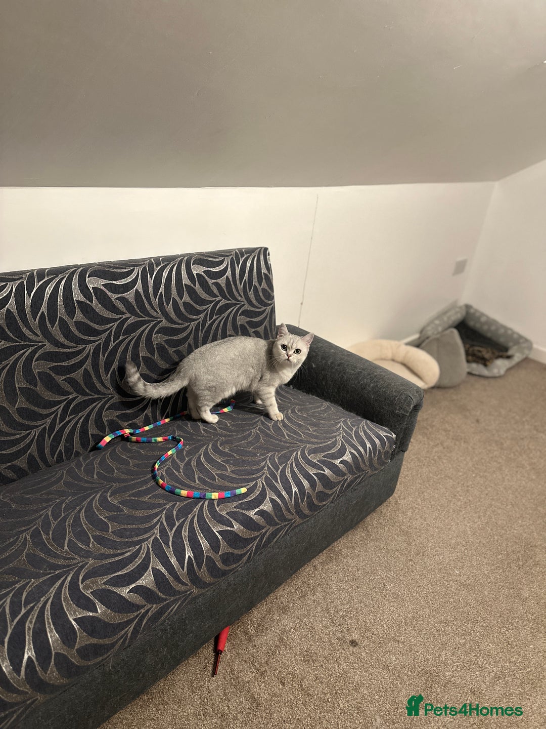 Brazilian Shorthair cats for sale: British Short Hair For Sale - Image 5