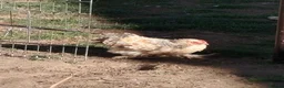 Chickens poultry for sale: Pekin frizzle, polish,silkie cockerels - Advert 1