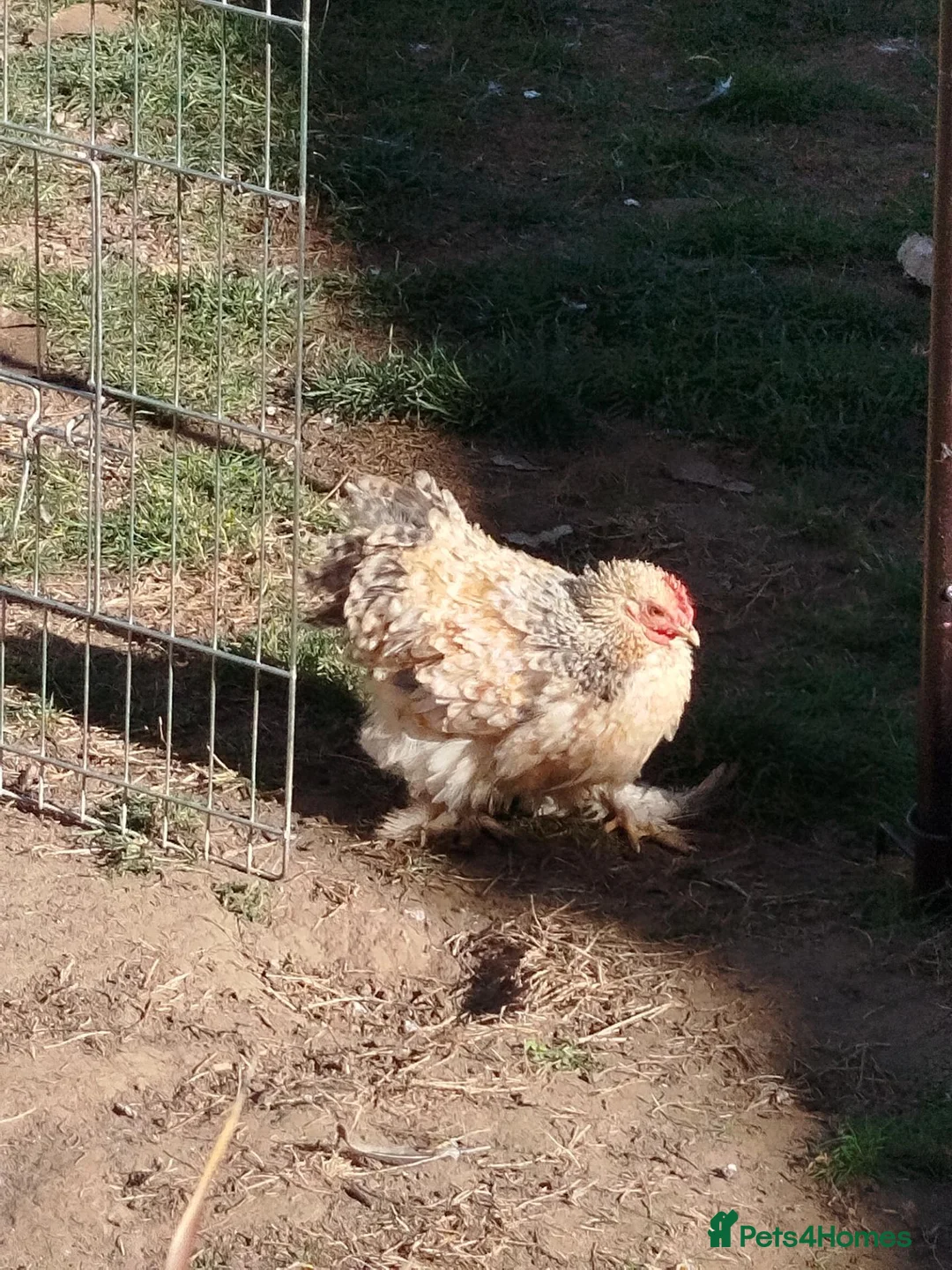 Chickens poultry for sale: Pekin frizzle, polish,silkie cockerels - Advert 1