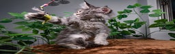 Maine Coon cats for sale: 8 STUNNING PEDIGREE TICA REG MAINE COON KITTENS - Advert 10
