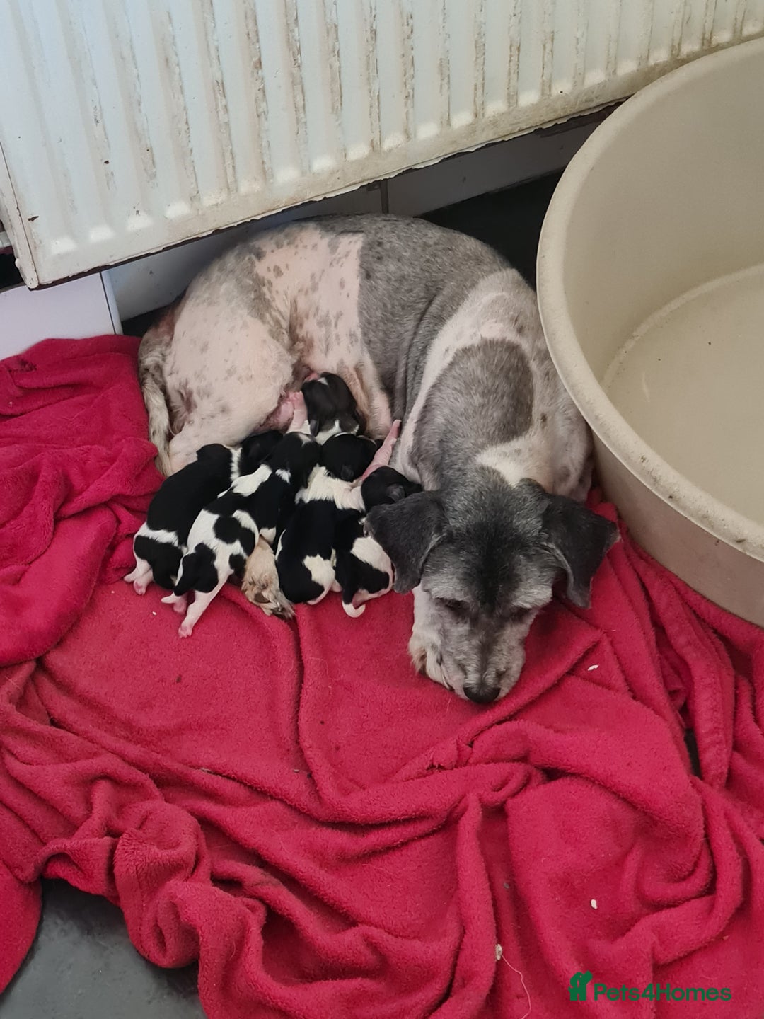 Mixed Breed dogs for sale: Tebetan terrier x shih tzu  - Image 6