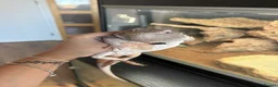 Bearded Dragon reptiles for sale: Zero leatherback  - Advert 3