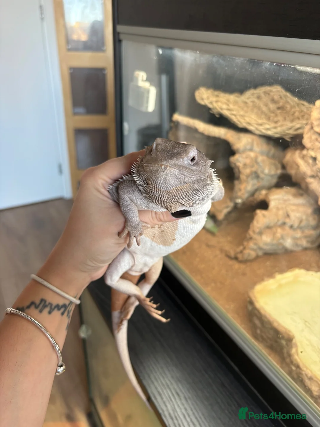 Bearded Dragon reptiles for sale: Zero leatherback  - Advert 3