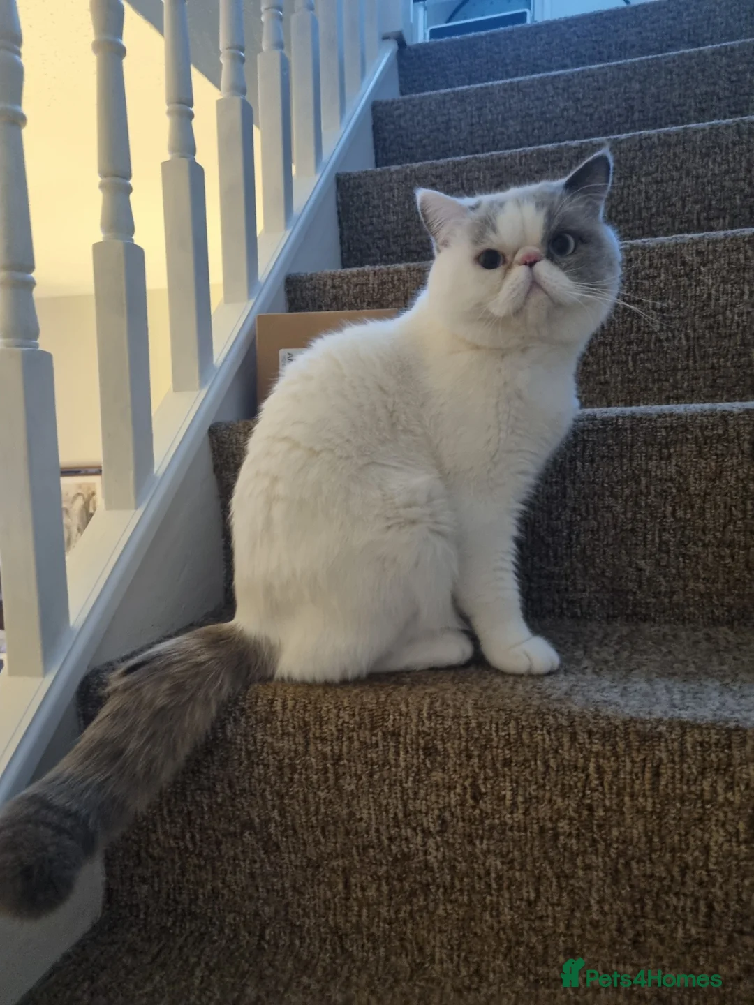 Exotic cats for stud: Blue Cream Point Exotic Shorthair Male for Stud - Advert 7