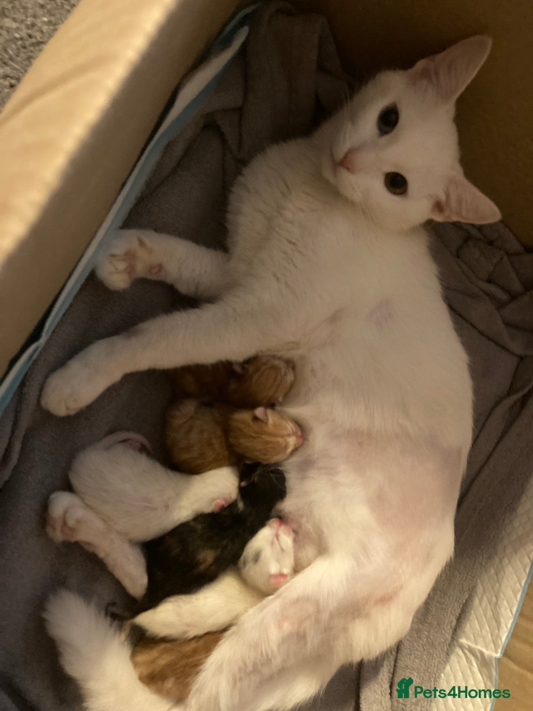 British Shorthair cats for sale: Fhvcffuj ghjv - Image 6
