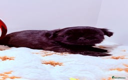 Shih Tzu dogs for sale: 3x Beautiful Pedigree Imperial Shih Tzu Girls - Advert 4