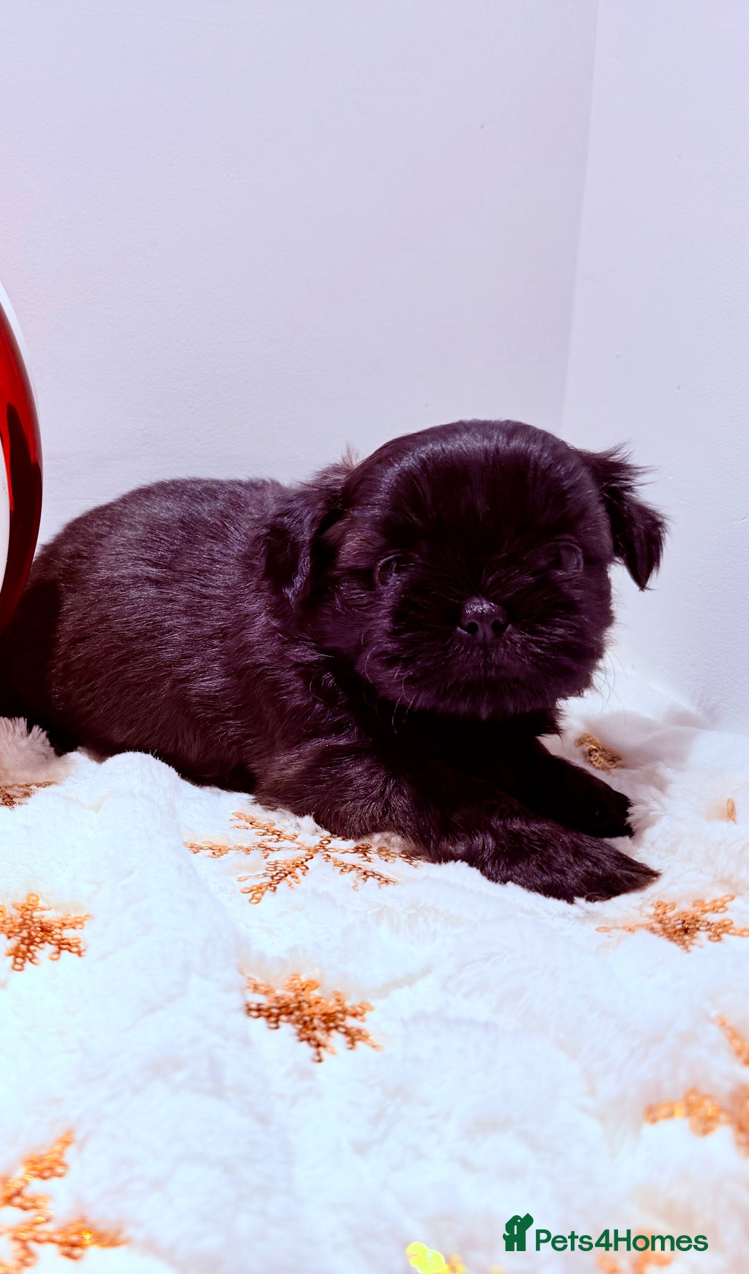 Shih Tzu dogs for sale: 3x Beautiful Pedigree Imperial Shih Tzu Girls - Advert 4